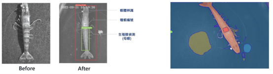 圖10　草蝦生殖腺成熟度辨識暨產卵時間智慧判斷解決方案
（來源：微程式資訊產品之草蝦生殖腺成熟度辨識暨產卵時間智慧判斷解決方案示意圖）